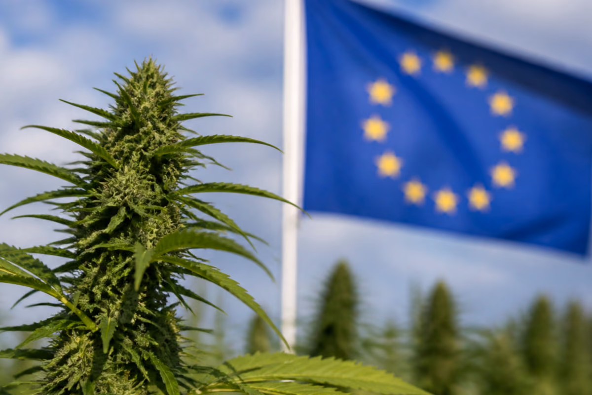 Blühende Cannabispflanze im Vordergrund mit einer Flagge der Europäischen Union im Hintergrund