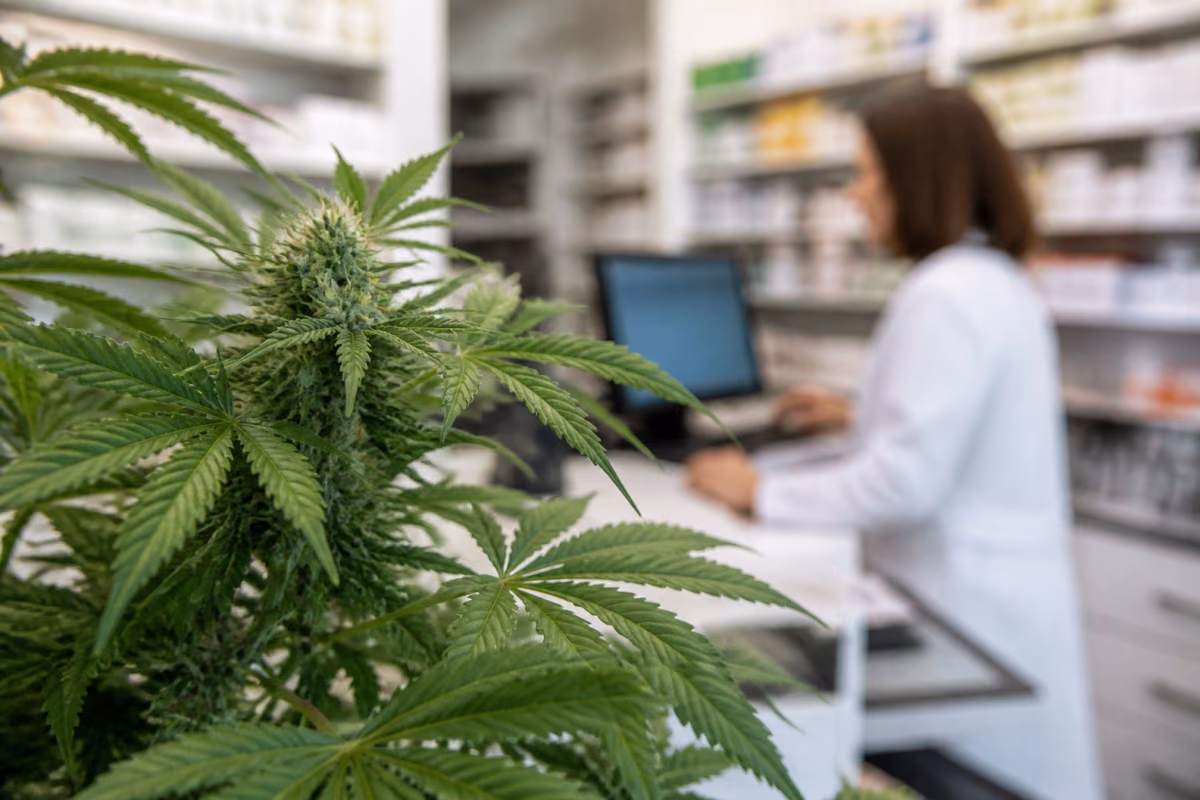 Blühende Cannabispflanze im Vordergrund, im unscharfen Hintergrund eine Apothekerin am Computer
